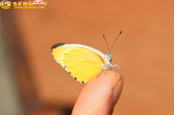 Mơ thấy một con bướm màu vàng cho thấy sự lo lắng, bất an